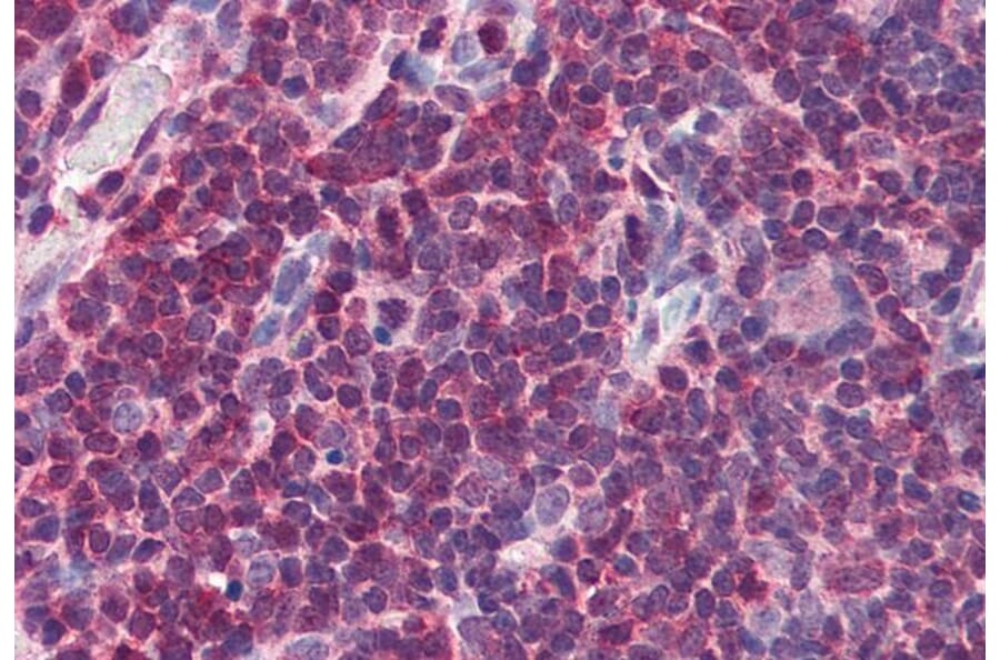 Immunohistochemistry - Anti-MIF Antibody (A84089) - Antibodies.com