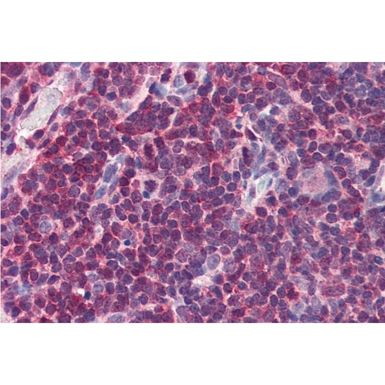 Immunohistochemistry - Anti-MIF Antibody (A84089) - Antibodies.com