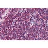 Immunohistochemistry - Anti-MIF Antibody (A84089) - Antibodies.com