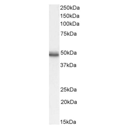 Western Blot - Anti-CCKBR Antibody (A84091) - Antibodies.com