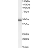 Western Blot - Anti-CCKBR Antibody (A84091) - Antibodies.com