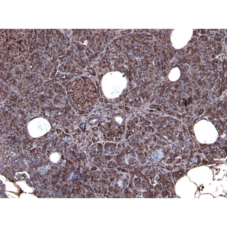 Immunohistochemistry - Anti-CCKBR Antibody (A84091) - Antibodies.com