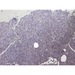 Immunohistochemistry - Anti-CCKBR Antibody (A84091) - Antibodies.com