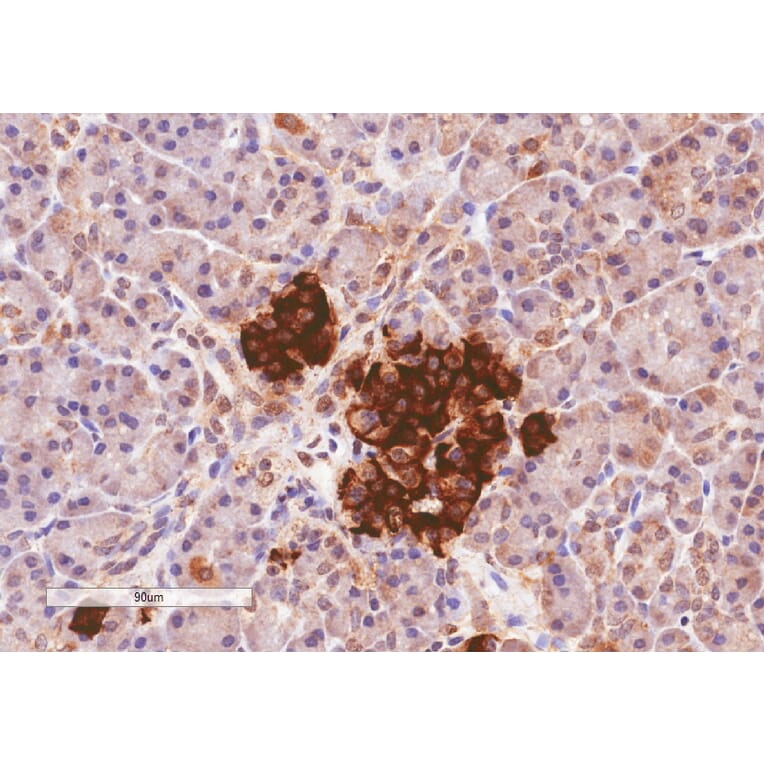 Immunohistochemistry - Anti-CCKAR Antibody (A84092) - Antibodies.com