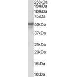 Western Blot - Anti-NPY5R Antibody (A84093) - Antibodies.com