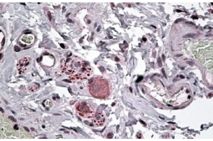 Immunohistochemistry - Anti-NPY5R Antibody (A84093) - Antibodies.com