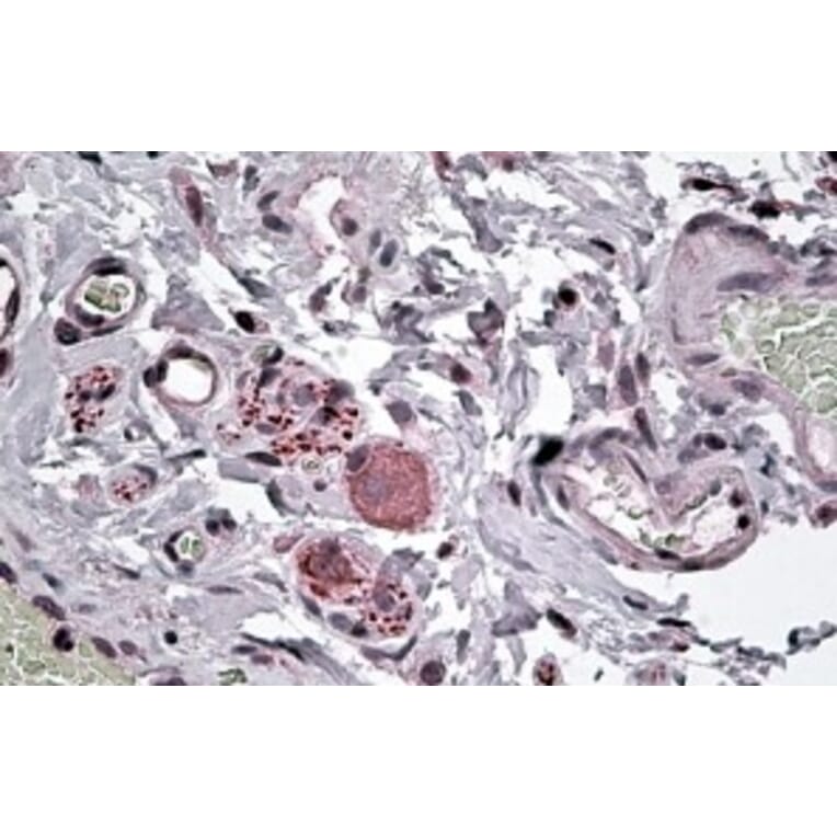 Immunohistochemistry - Anti-NPY5R Antibody (A84093) - Antibodies.com