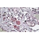 Immunohistochemistry - Anti-NPY5R Antibody (A84093) - Antibodies.com