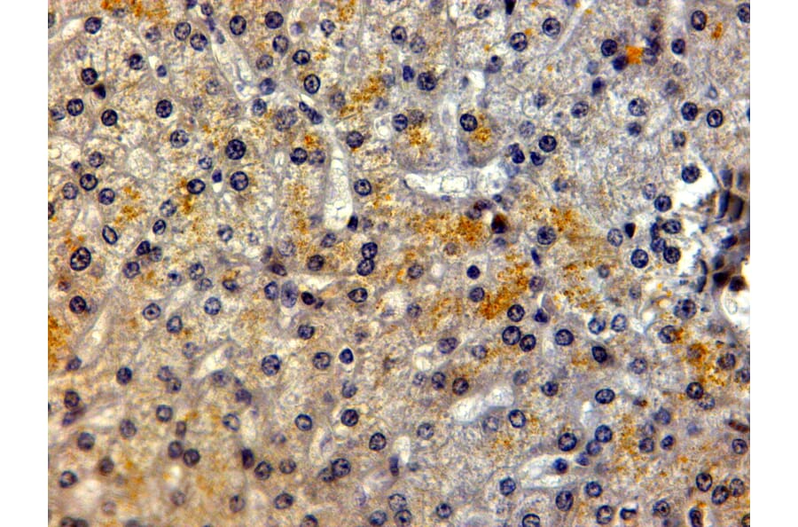 Immunohistochemistry - Anti-LRP5 Antibody (A84095) - Antibodies.com