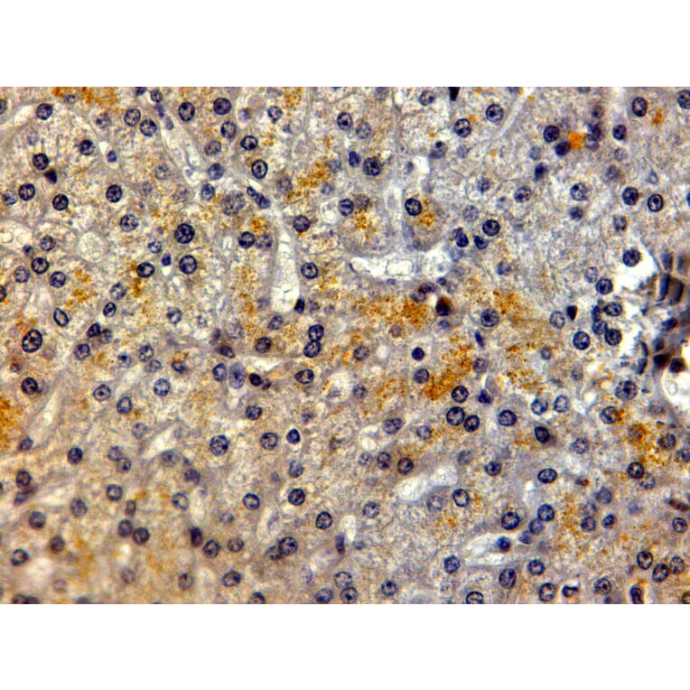 Immunohistochemistry - Anti-LRP5 Antibody (A84095) - Antibodies.com