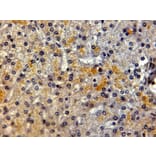 Immunohistochemistry - Anti-LRP5 Antibody (A84095) - Antibodies.com