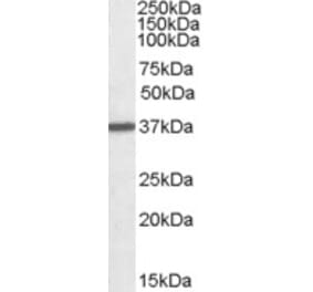 Western Blot - Anti-Liver Arginase Antibody (A84099) - Antibodies.com