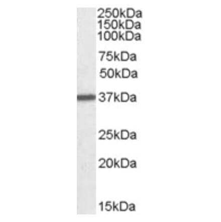 Western Blot - Anti-Liver Arginase Antibody (A84099) - Antibodies.com