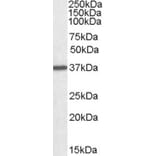 Western Blot - Anti-Liver Arginase Antibody (A84099) - Antibodies.com