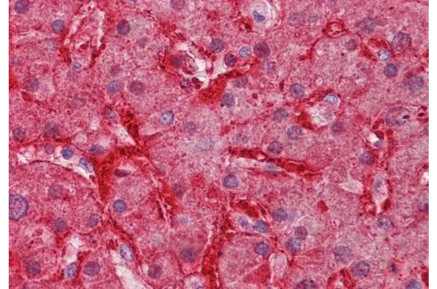 Immunohistochemistry - Anti-Liver Arginase Antibody (A84099) - Antibodies.com