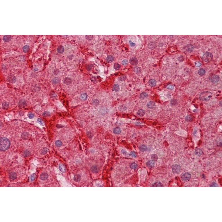 Immunohistochemistry - Anti-Liver Arginase Antibody (A84099) - Antibodies.com