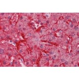 Immunohistochemistry - Anti-Liver Arginase Antibody (A84099) - Antibodies.com