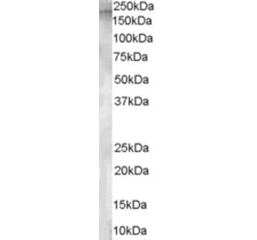 Western Blot - Anti-AP-A Antibody (A84100) - Antibodies.com