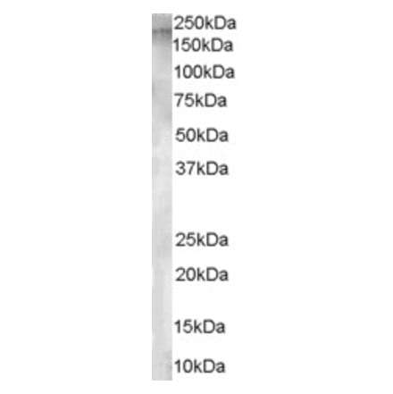 Western Blot - Anti-AP-A Antibody (A84100) - Antibodies.com