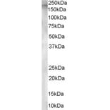 Western Blot - Anti-AP-A Antibody (A84100) - Antibodies.com