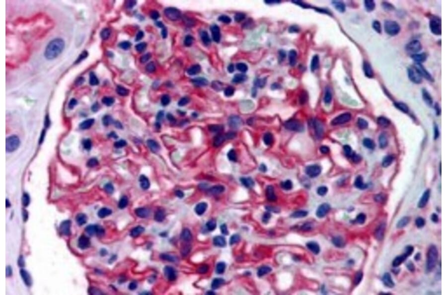 Immunohistochemistry - Anti-AP-A Antibody (A84100) - Antibodies.com