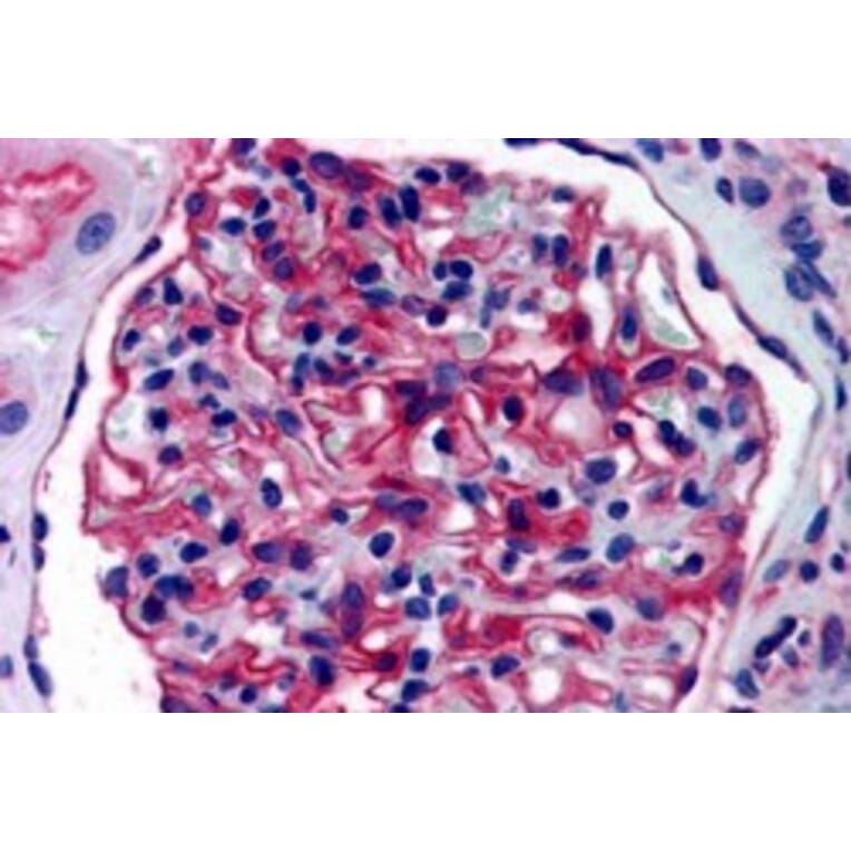 Immunohistochemistry - Anti-AP-A Antibody (A84100) - Antibodies.com