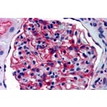 Immunohistochemistry - Anti-AP-A Antibody (A84100) - Antibodies.com