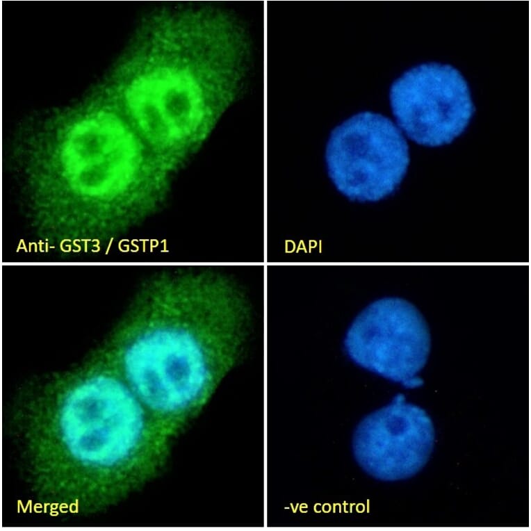 Immunofluorescence - Anti-GST3/GST pi Antibody (A84101) - Antibodies.com