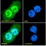 Immunofluorescence - Anti-GST3/GST pi Antibody (A84101) - Antibodies.com