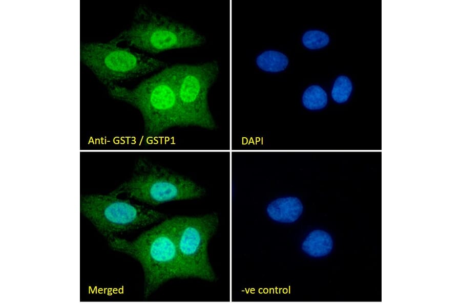 Immunofluorescence - Anti-GST3/GST pi Antibody (A84101) - Antibodies.com