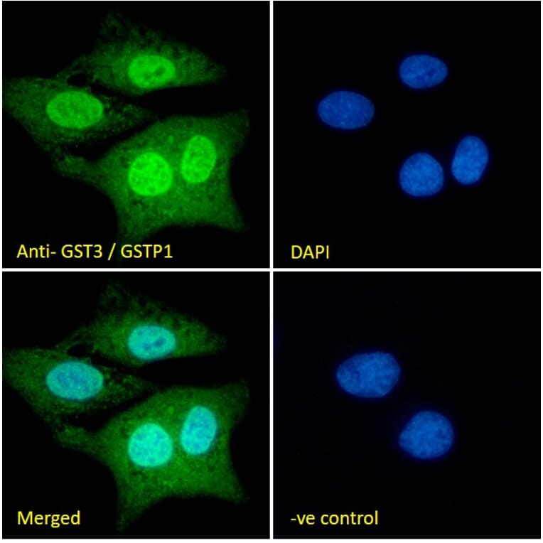 Immunofluorescence - Anti-GST3/GST pi Antibody (A84101) - Antibodies.com
