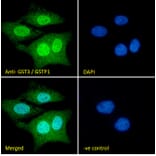 Immunofluorescence - Anti-GST3/GST pi Antibody (A84101) - Antibodies.com
