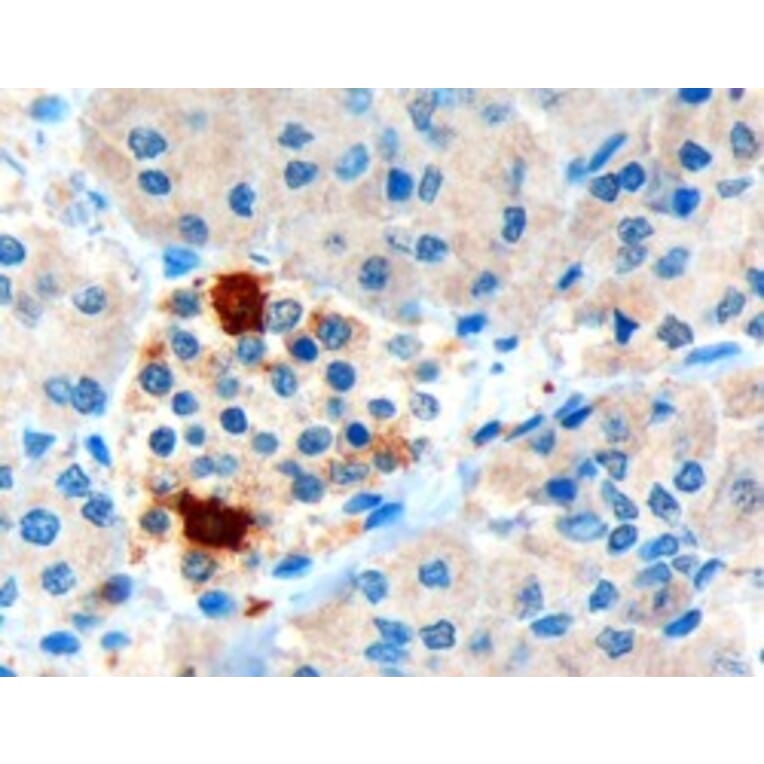 Immunohistochemistry - Anti-Pancreatic Polypeptide Antibody (A84102) - Antibodies.com