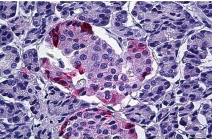 Immunohistochemistry - Anti-Pancreatic Polypeptide Antibody (A84102) - Antibodies.com