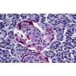 Immunohistochemistry - Anti-Pancreatic Polypeptide Antibody (A84102) - Antibodies.com