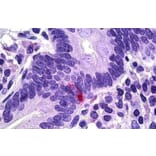 Immunohistochemistry - Anti-Pancreatic Polypeptide Antibody (A84102) - Antibodies.com