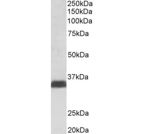 Western Blot - Anti-Osteopontin Antibody (A84105) - Antibodies.com