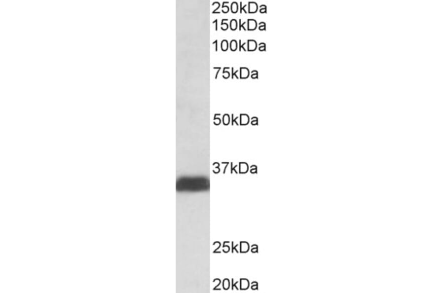 Western Blot - Anti-Osteopontin Antibody (A84105) - Antibodies.com