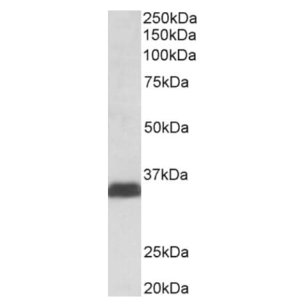 Western Blot - Anti-Osteopontin Antibody (A84105) - Antibodies.com