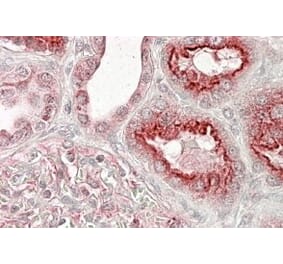 Immunohistochemistry - Anti-VPS11 Antibody (A84107) - Antibodies.com