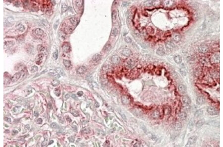 Immunohistochemistry - Anti-VPS11 Antibody (A84107) - Antibodies.com