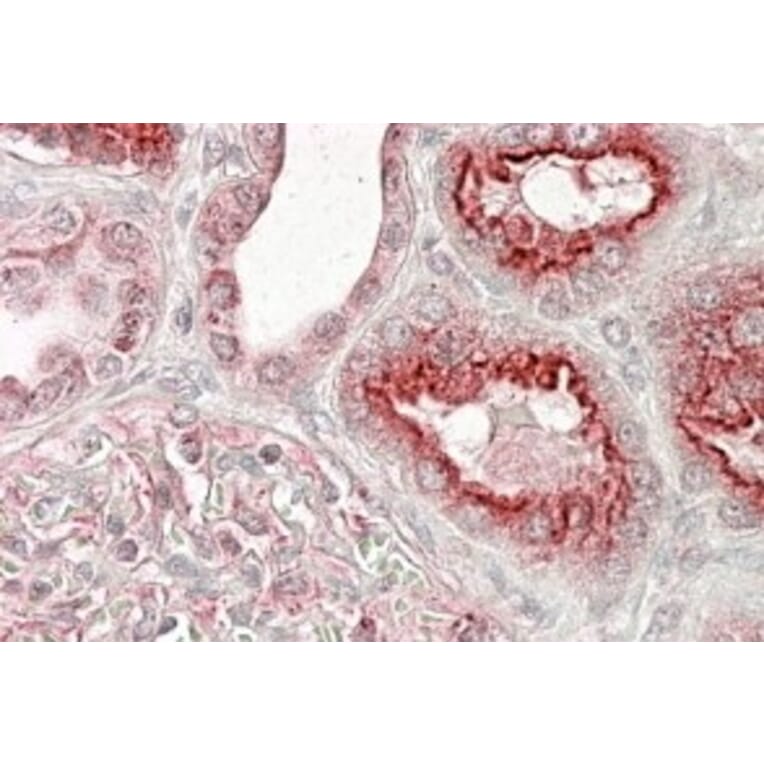 Immunohistochemistry - Anti-VPS11 Antibody (A84107) - Antibodies.com