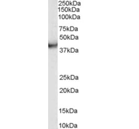 Western Blot - Anti-VPS37C Antibody (A84109) - Antibodies.com