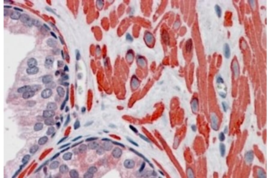 Immunohistochemistry - Anti-VPS37C Antibody (A84109) - Antibodies.com