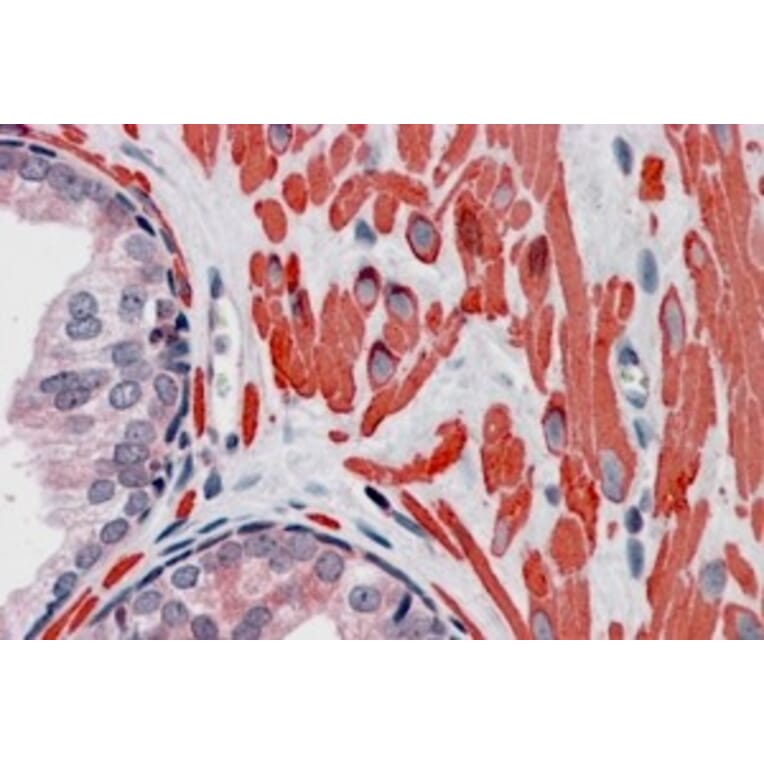 Immunohistochemistry - Anti-VPS37C Antibody (A84109) - Antibodies.com