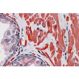 Immunohistochemistry - Anti-VPS37C Antibody (A84109) - Antibodies.com