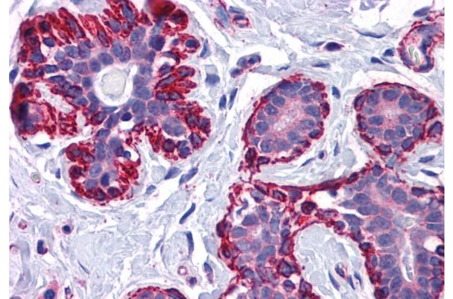 Immunohistochemistry - Anti-VPS37C Antibody (A84109) - Antibodies.com