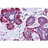 Immunohistochemistry - Anti-VPS37C Antibody (A84109) - Antibodies.com