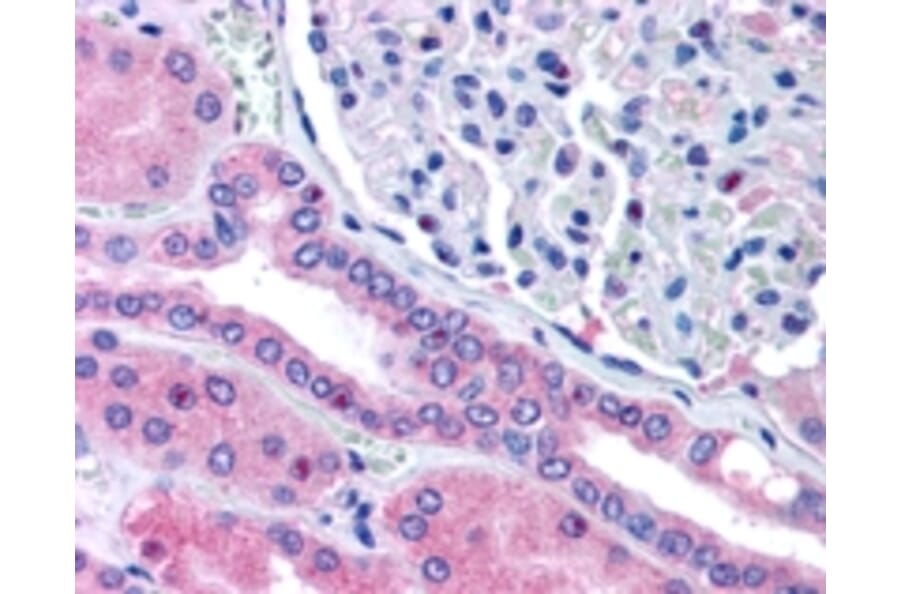 Immunohistochemistry - Anti-Rhophilin 2 Antibody (A84111) - Antibodies.com