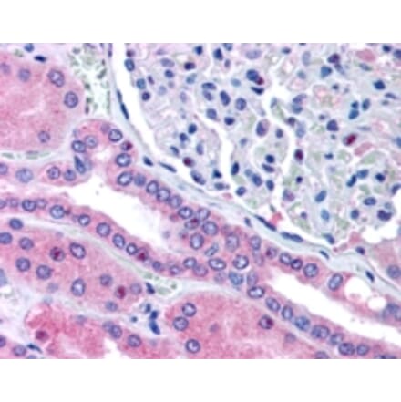 Immunohistochemistry - Anti-Rhophilin 2 Antibody (A84111) - Antibodies.com